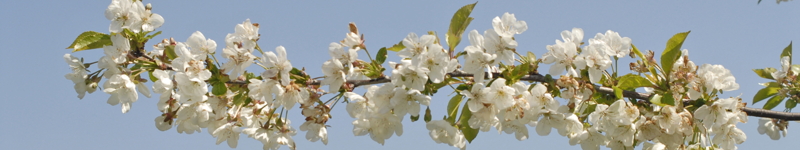 Zweig mit Obstblüten ©Feuerbach